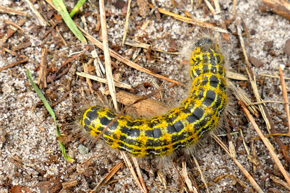 Hair small animal yellow green