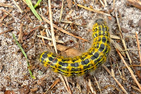 Hair small animal yellow green