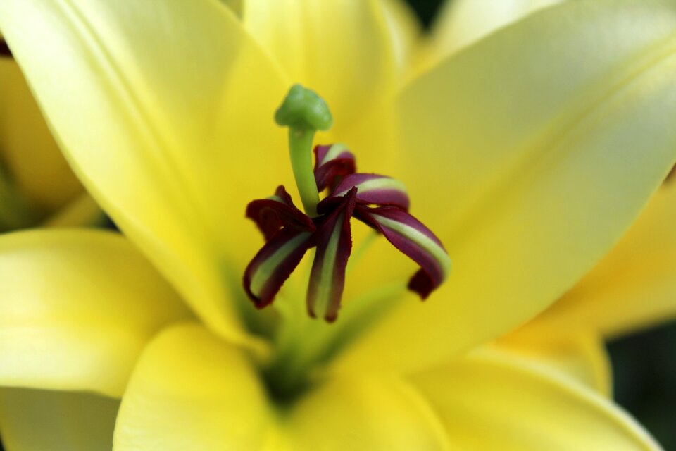 Stamp pollen yellow