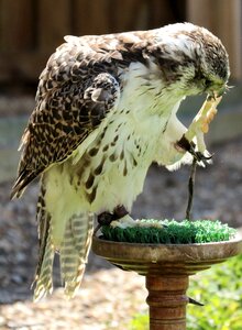 Falcon bird hunter