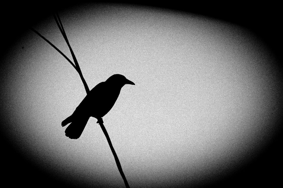 Crow wildlife
