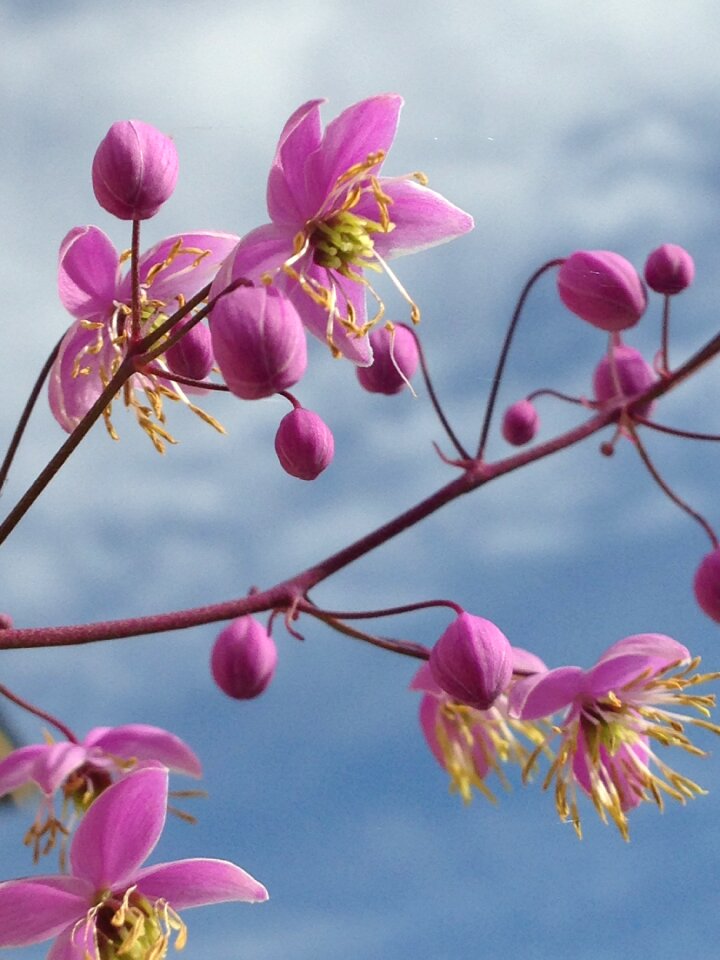 Spring blossom bloom
