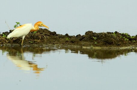 Wild wildlife natural