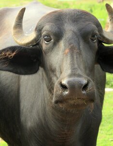 Mammal asian horn photo