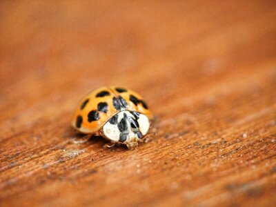 Beetle insect red