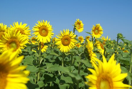 Sunflower field flowers summer photo