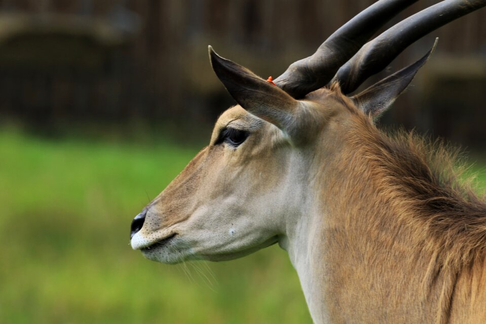Wildlife wild deer