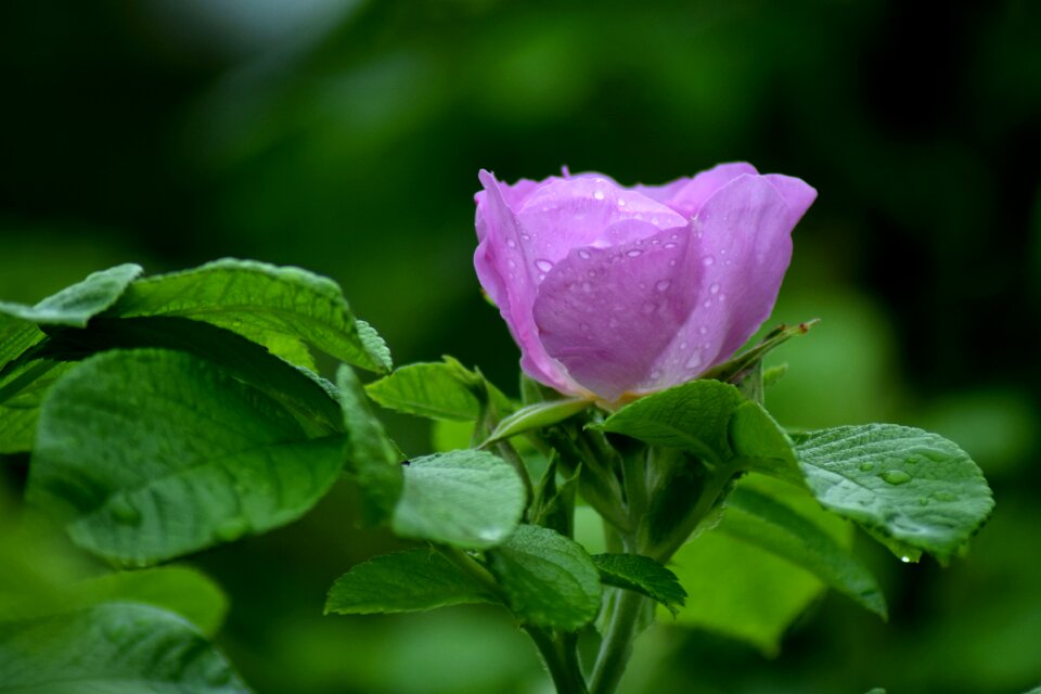 Floral flower pink