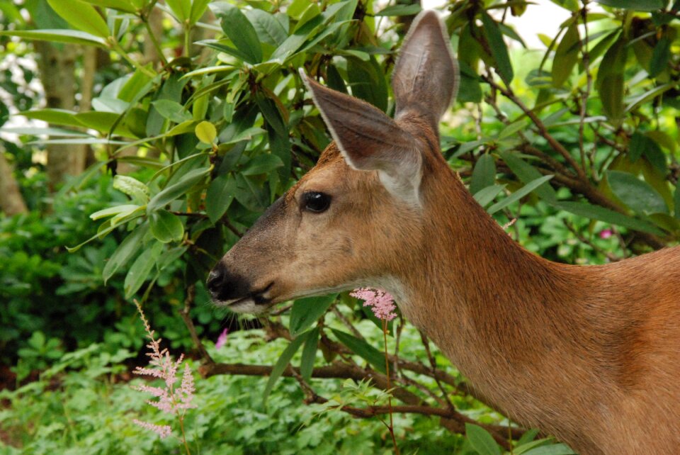 Fauna garden food