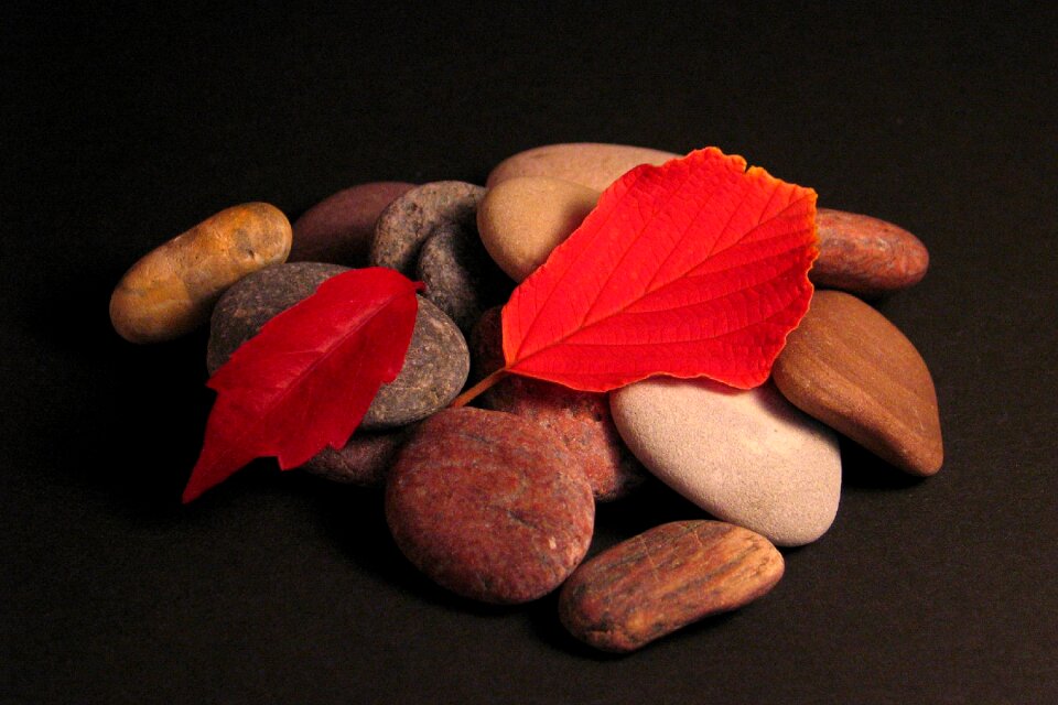 Red leaf leaves in the autumn