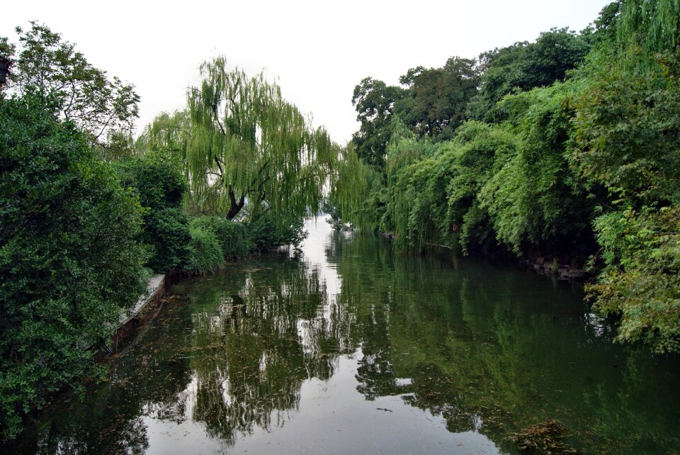Reflections trees green