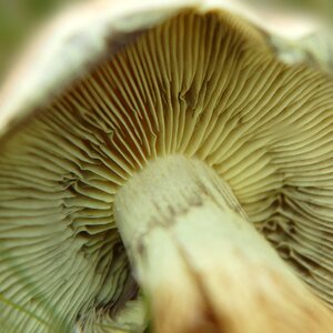 Nature forest mushroom disc fungus