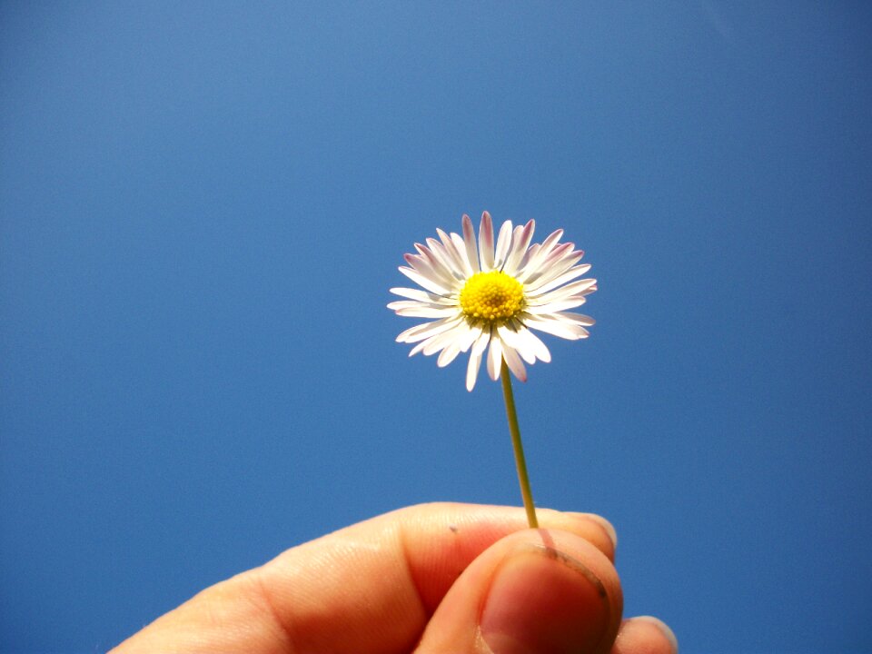 Flowers in the hand hands