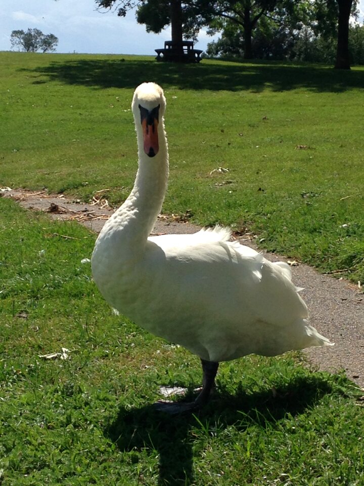 Wildlife animal white