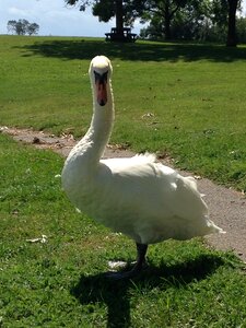 Wildlife animal white
