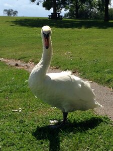 Wildlife animal white photo