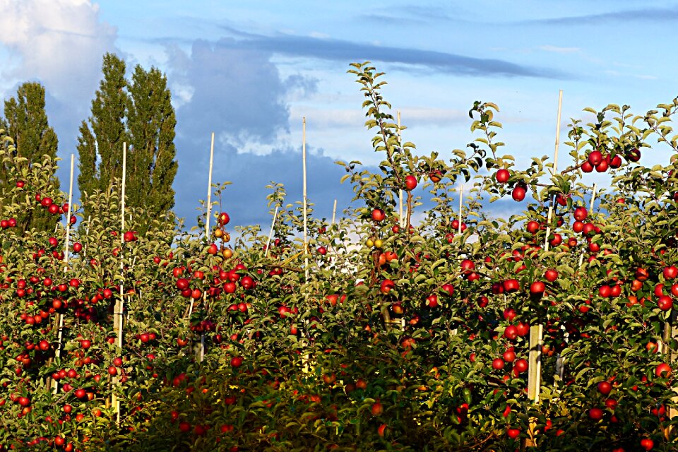 Fruit apple orchard summer