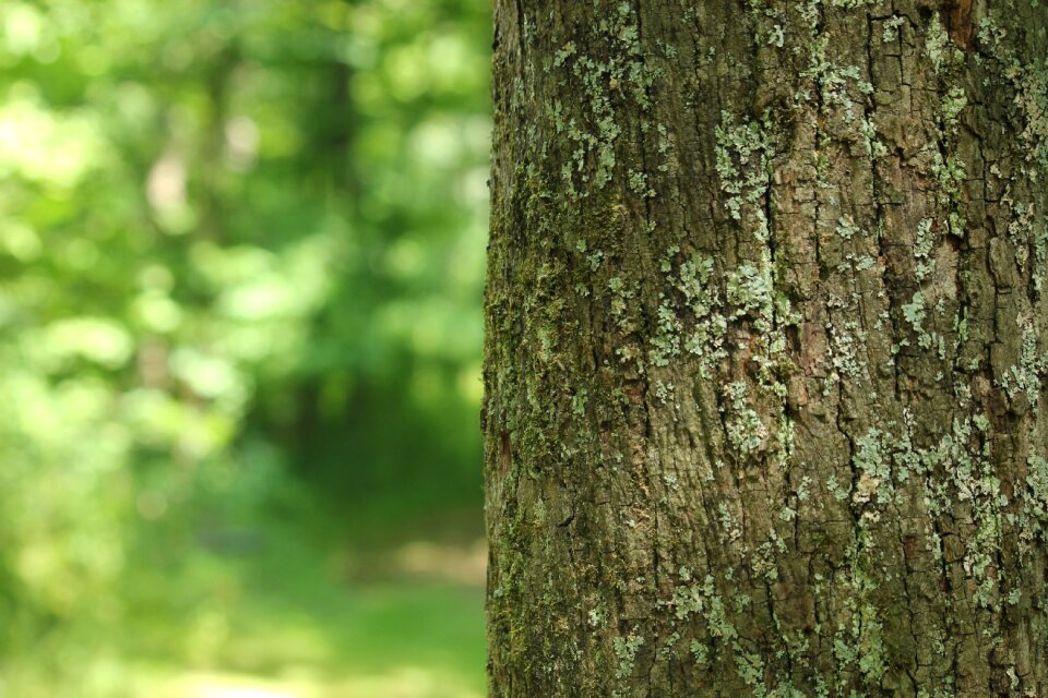 Scenery natural nature