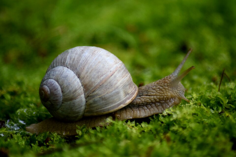 Crawling slug slow