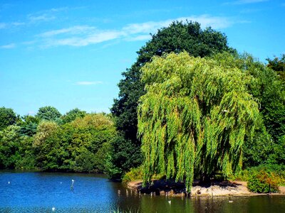 Ducks water photo