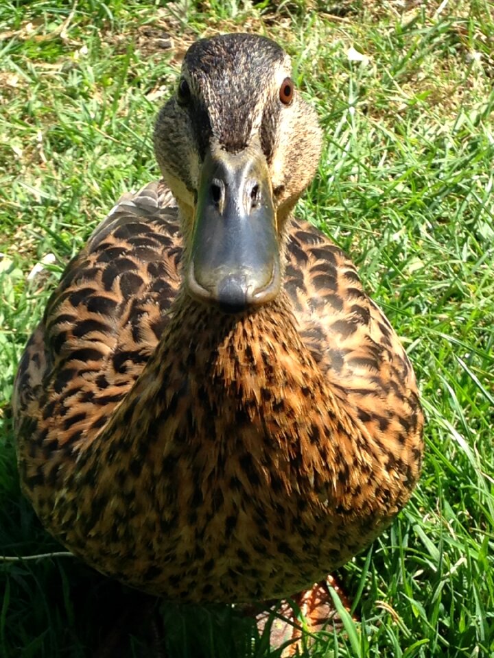 Nature wildlife animal