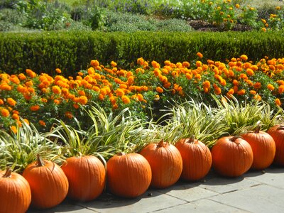 Harvest thanksgiving orange