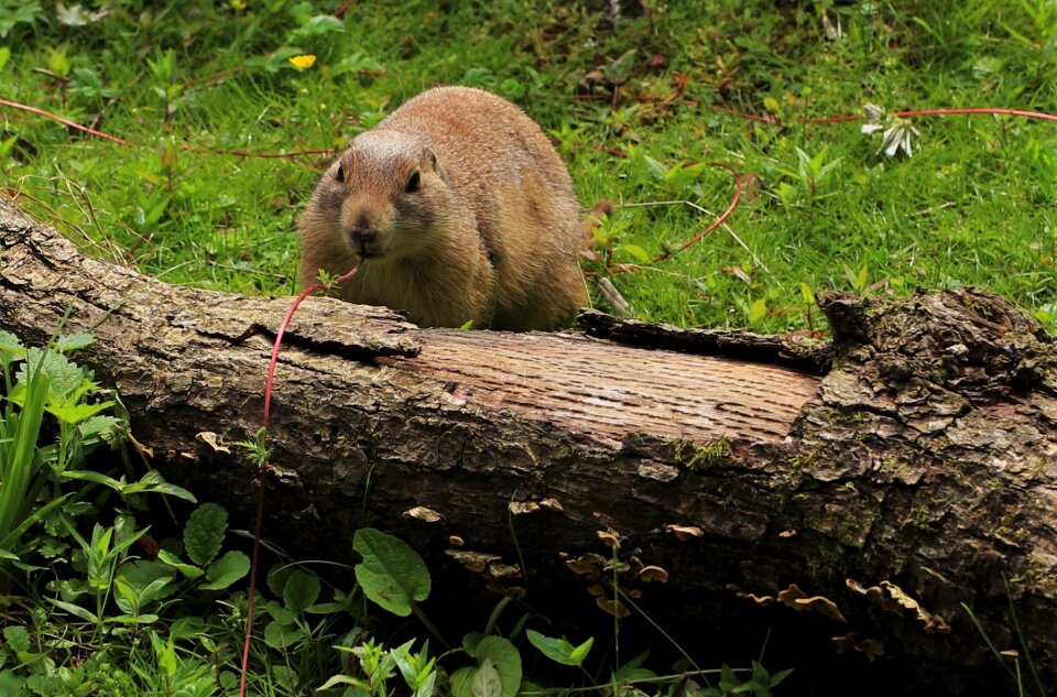 Cute rodent animal