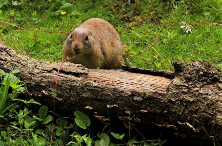 Cute rodent animal