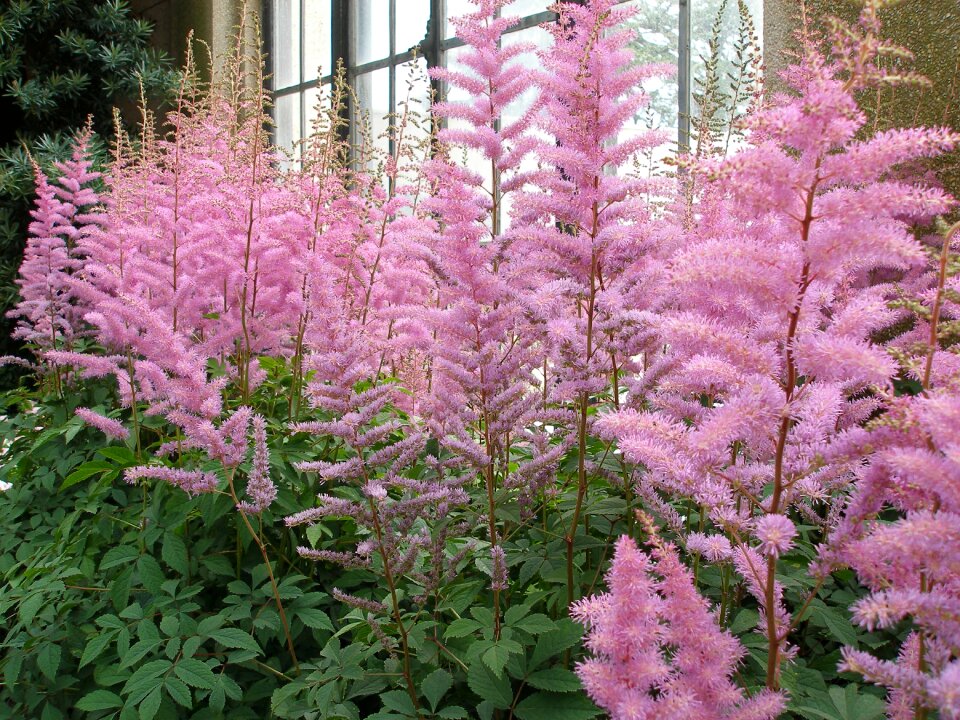 Summer blossom pink
