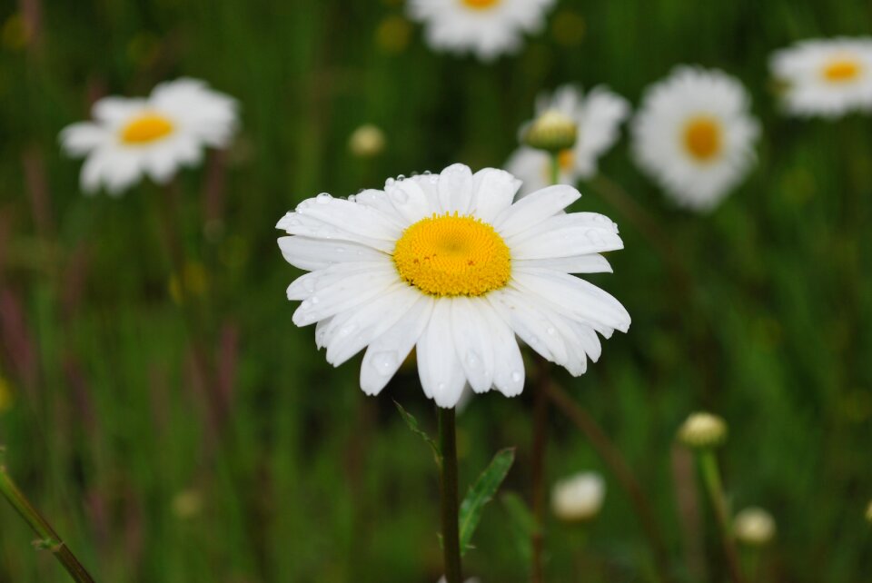 Meadow grass white photo