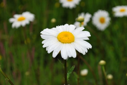 Meadow grass white