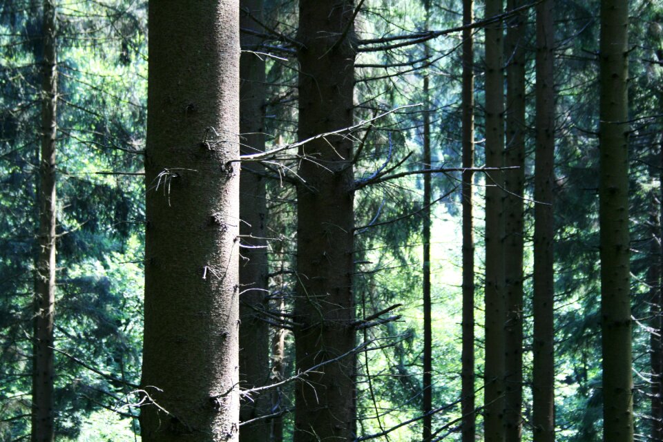 Forests log landscape