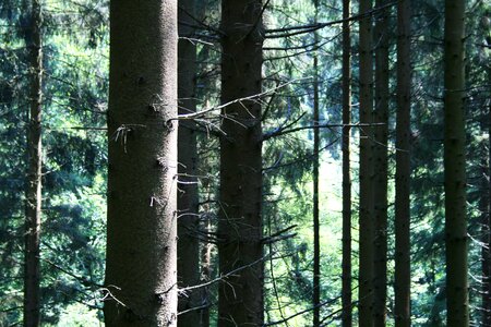 Forests log landscape