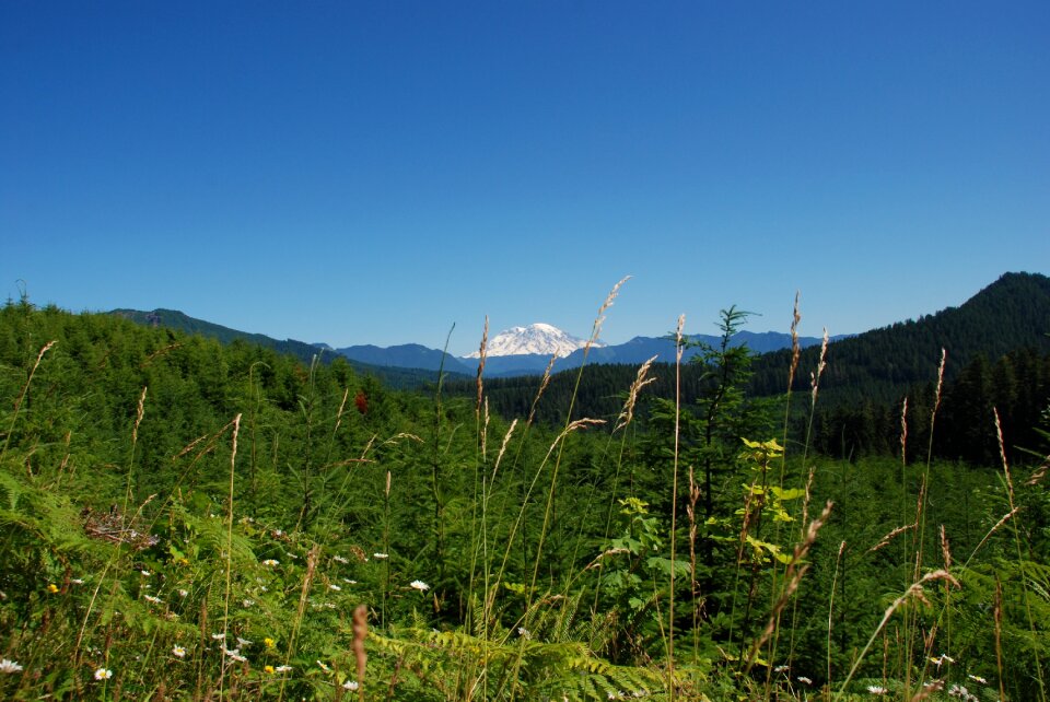 Mountain flora snow eternal