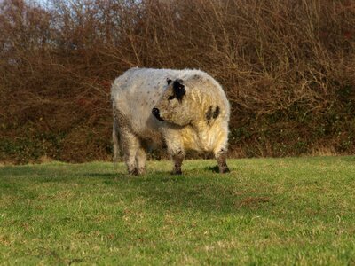 Cattle agriculture livestock photo