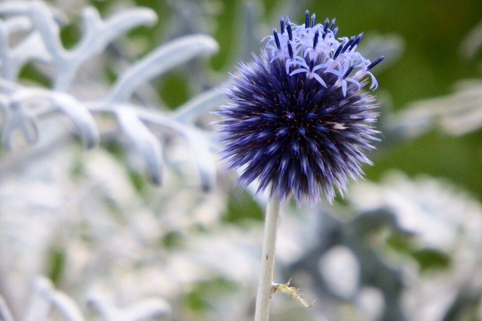 Wild flower thistle flora