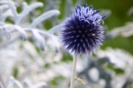 Wild flower thistle flora