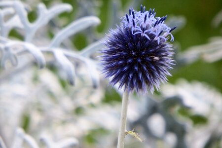 Wild flower thistle flora photo