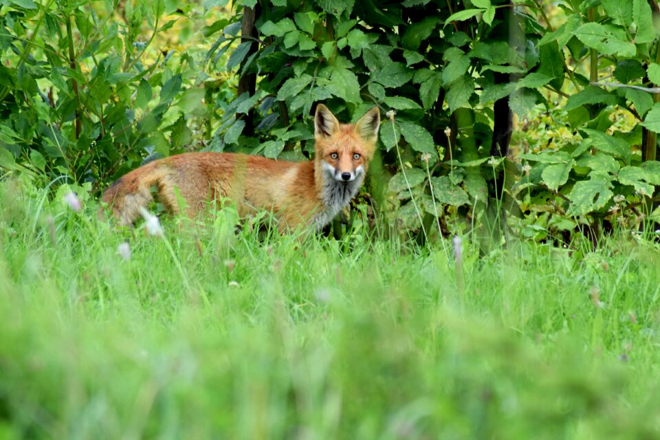 Wild wildlife young