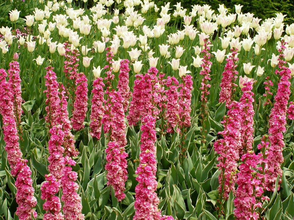 Garden nature pink