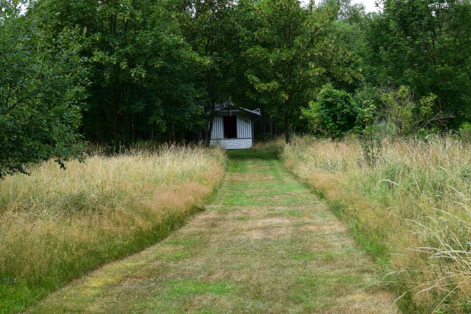 Mowed trees nature