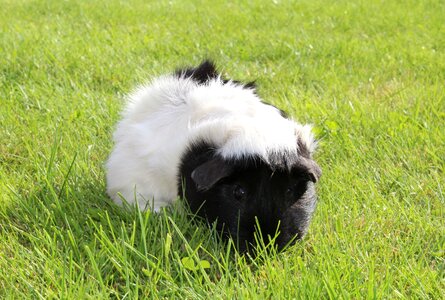 Cute nager pet