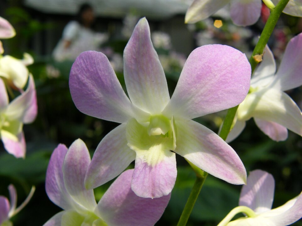 Botanical garden blossom bloom