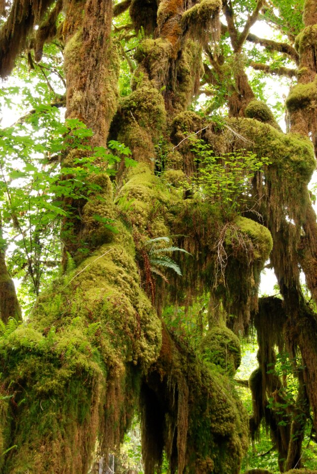 Green moss wet
