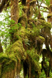 Green moss wet