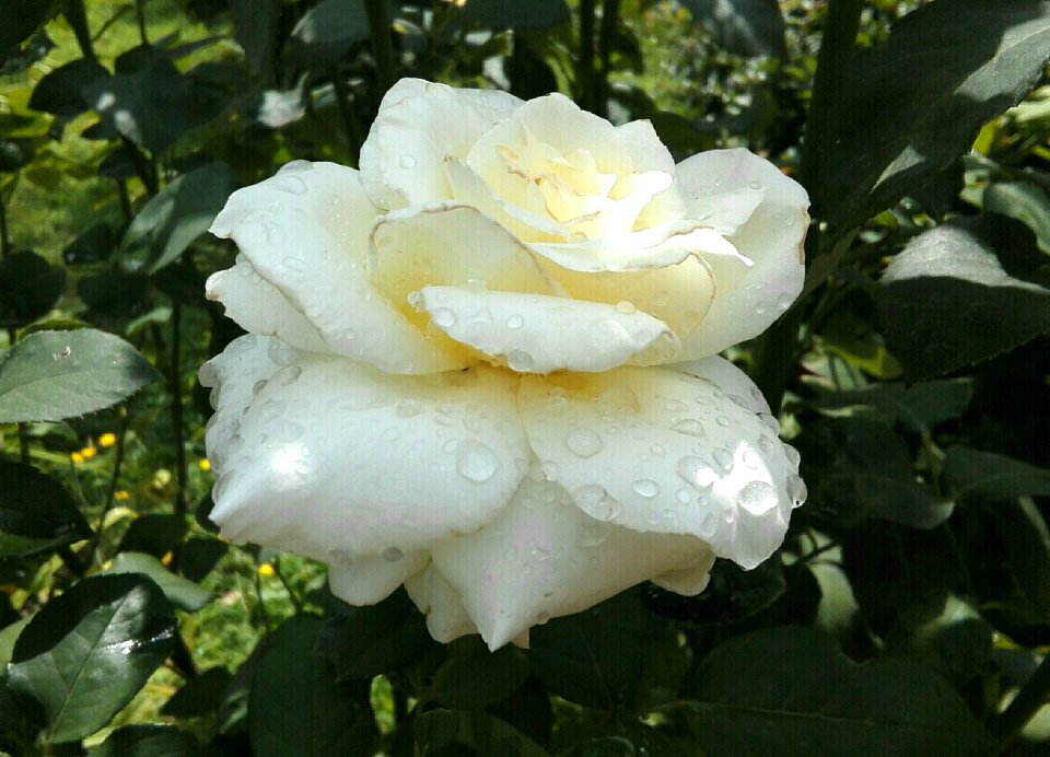 After the rain white plant