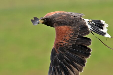 Bird hunter predator photo