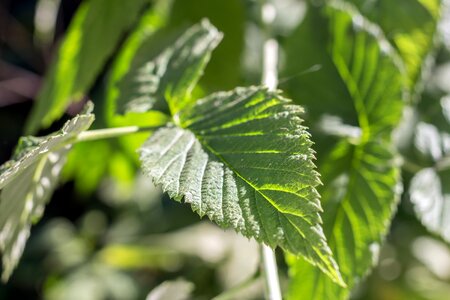 Bush plant in the sun