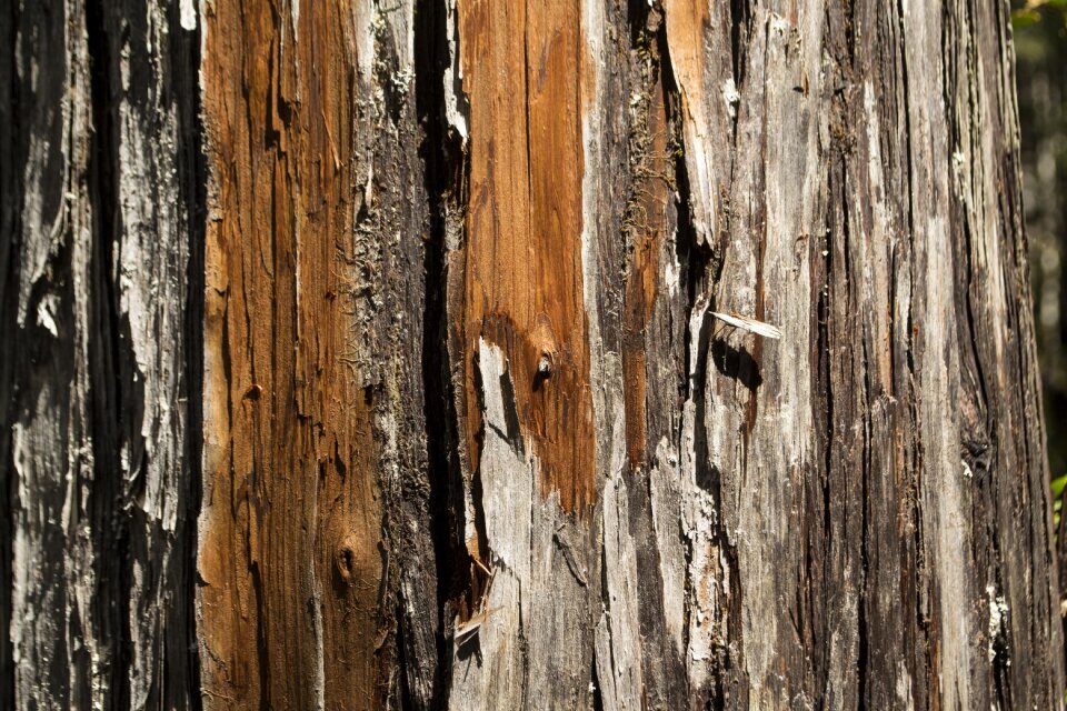 Forest coffee grey