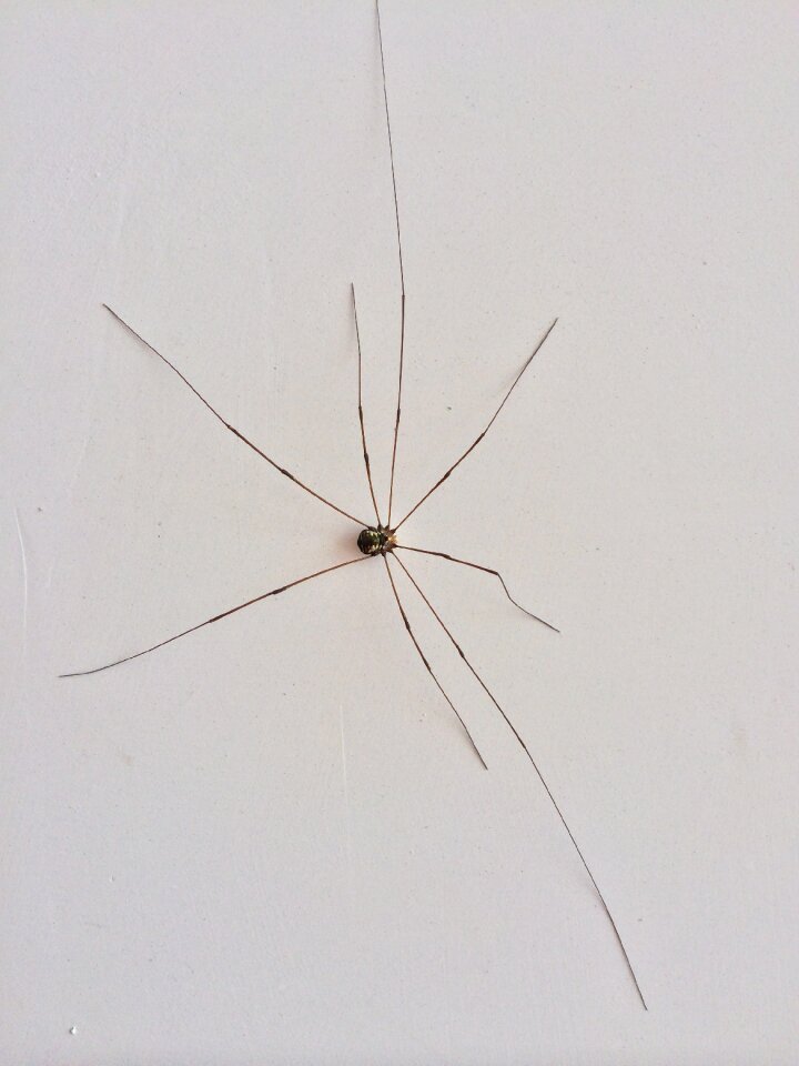 Monster insect spider